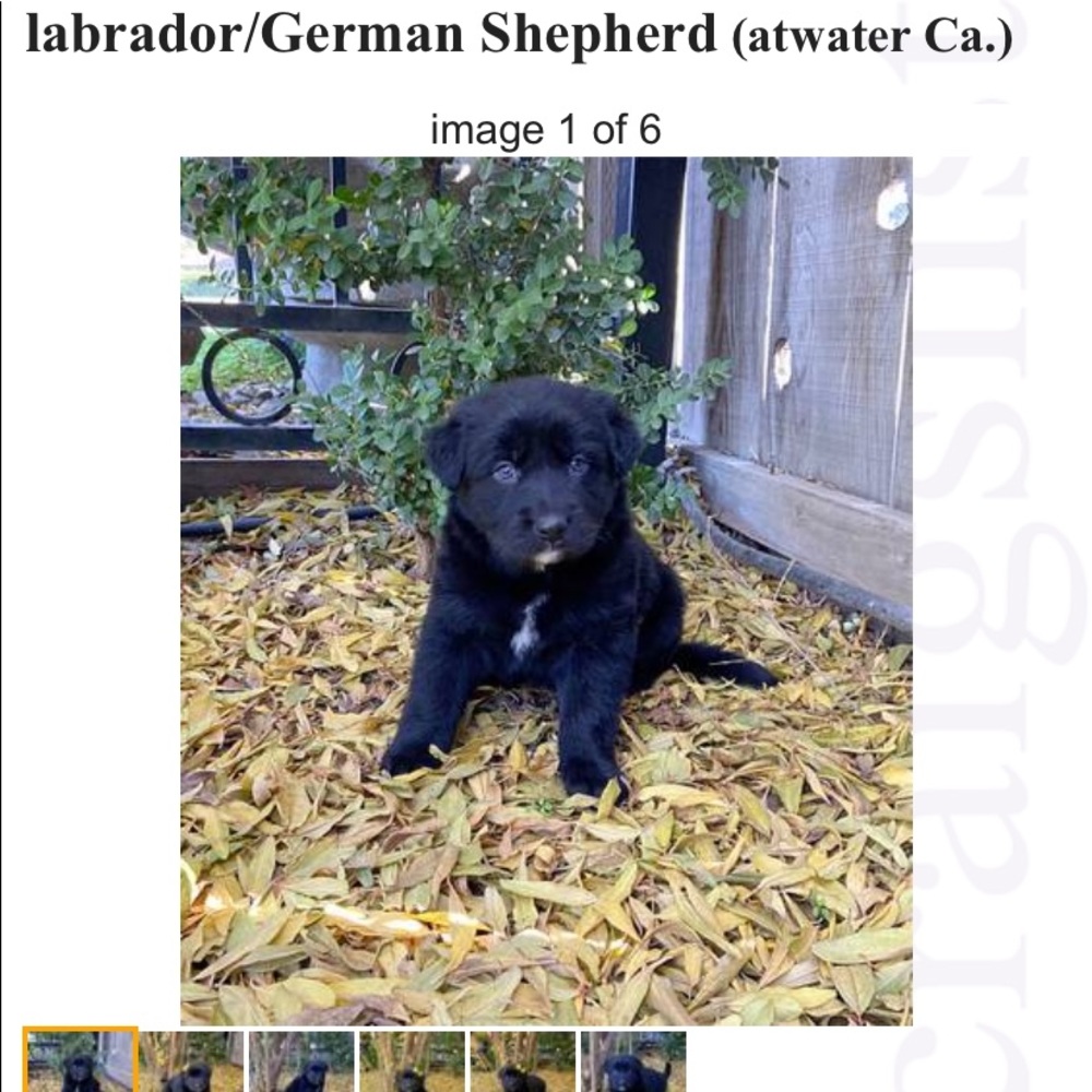 Meet your Posher, Gemma
